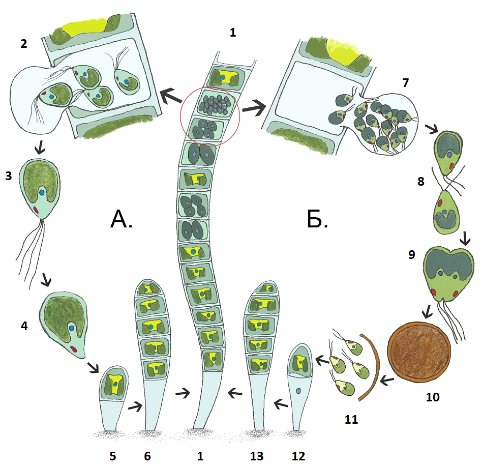 Способ размножение водоросль улотрикс